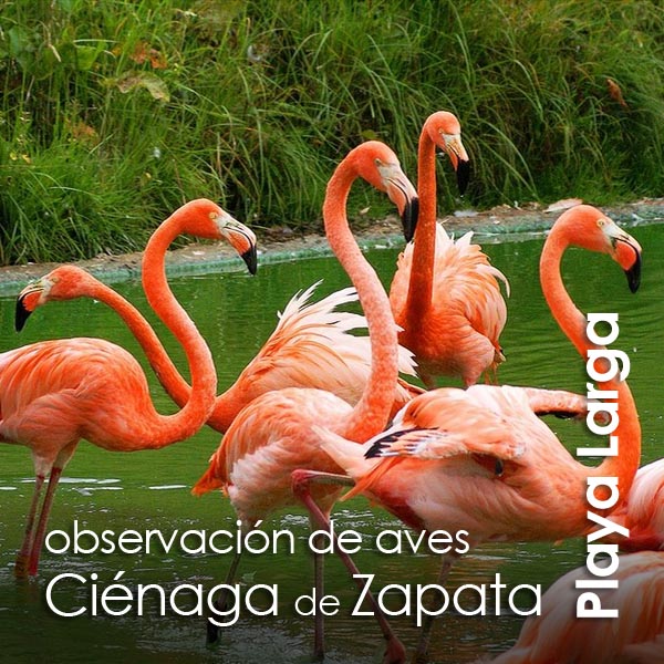 Playa Larga - observacion de aves Cienaga de Zapata